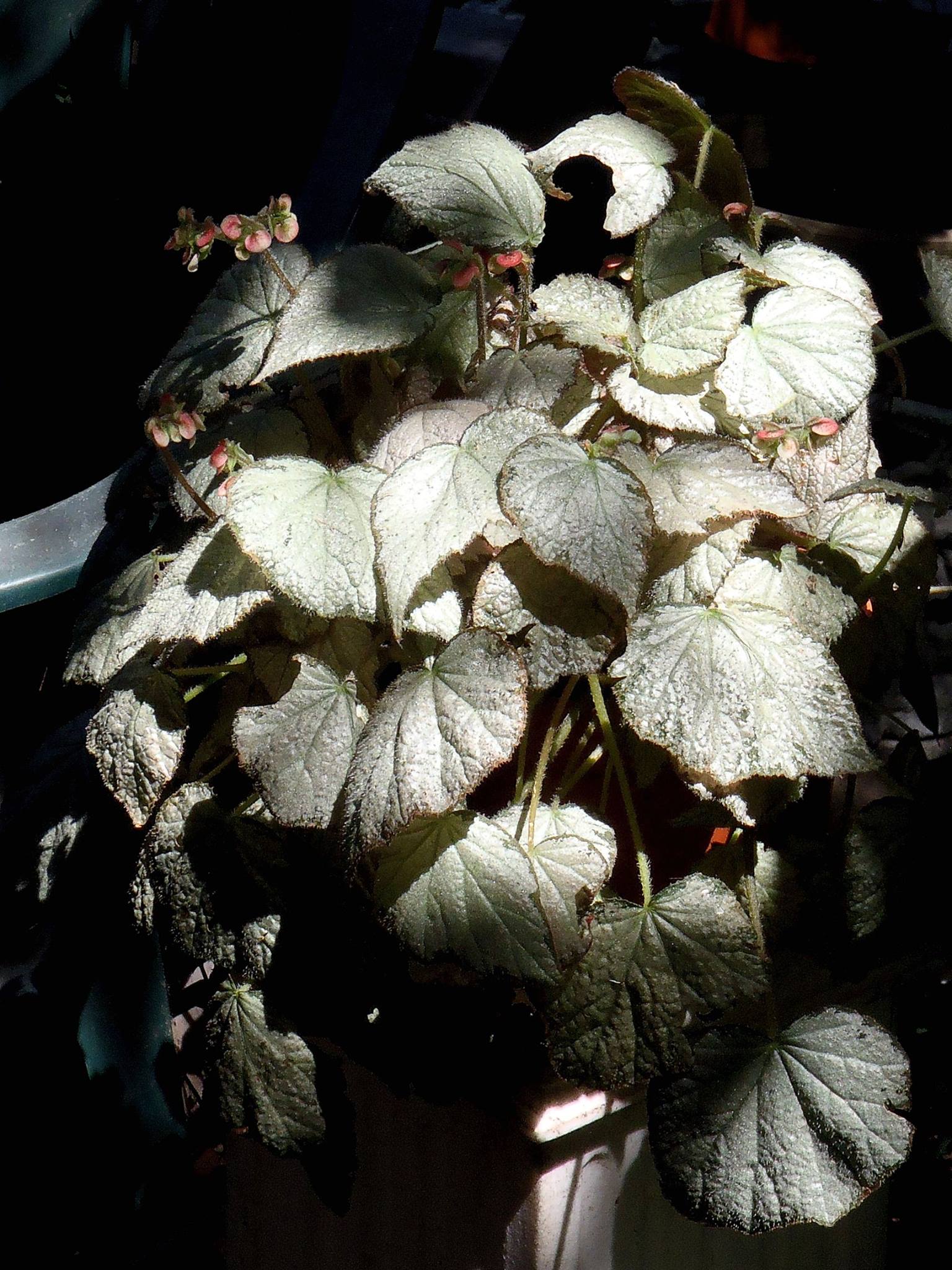 B. ‘Olympic Queen’